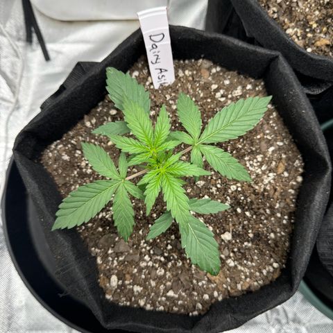Dairy aisle  growlog timeline photo