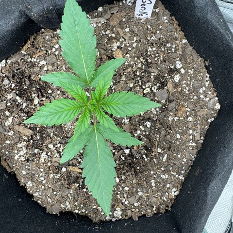 Blue gorilla  growlog timeline photo