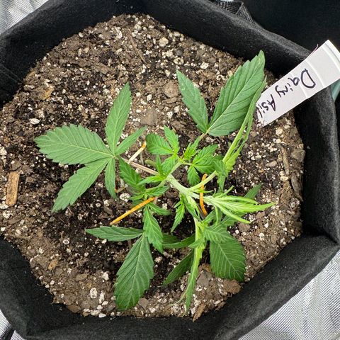 Dairy aisle  growlog timeline photo