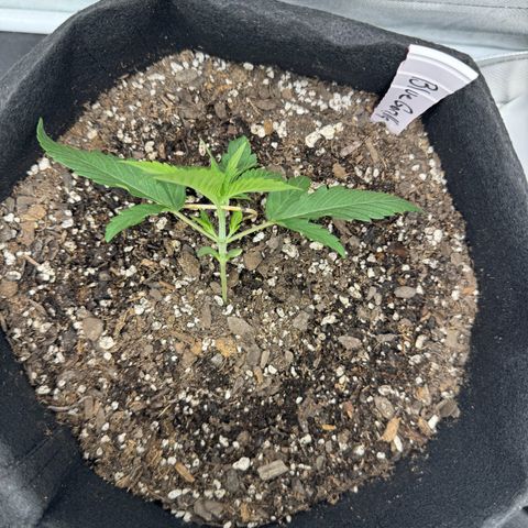 Blue gorilla  growlog timeline photo