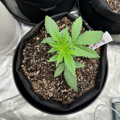Blue gorilla  growlog timeline photo