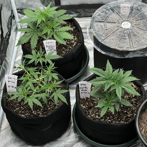 Dairy aisle  growlog timeline photo