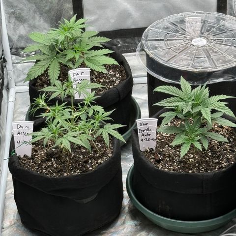 Dairy aisle  growlog timeline photo