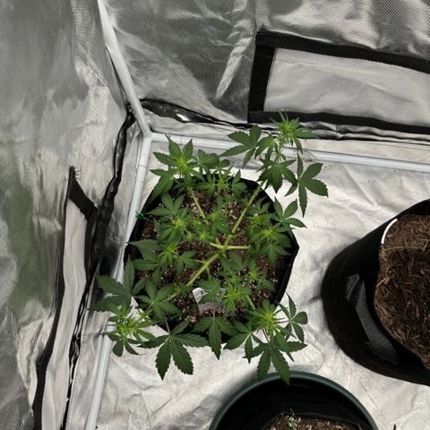 Dairy aisle  growlog timeline photo