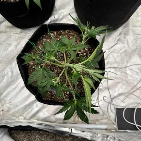 Blue gorilla  growlog timeline photo