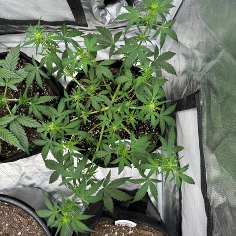 Dairy aisle  growlog timeline photo