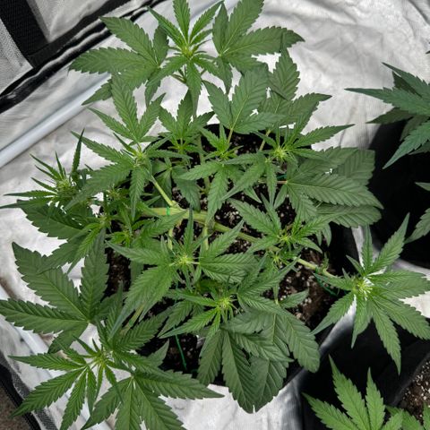 Blue gorilla  growlog timeline photo