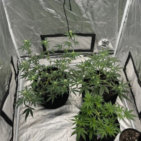 Dairy aisle  growlog photo: Blue gorilla and dairy aisle flowering nicely smells awesome 
