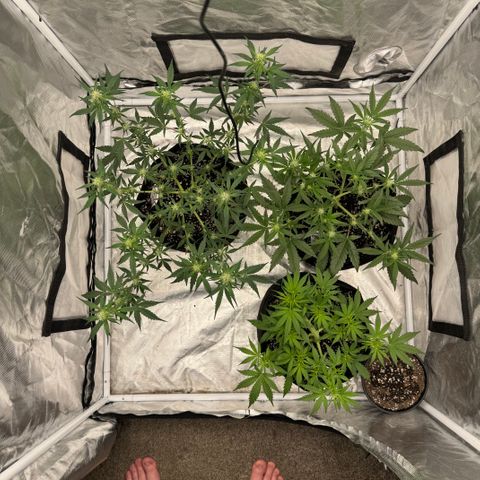 Dairy aisle  growlog photo: Blue gorilla and dairy aisle flowering nicely smells awesome 