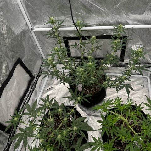 Dairy aisle  growlog timeline photo