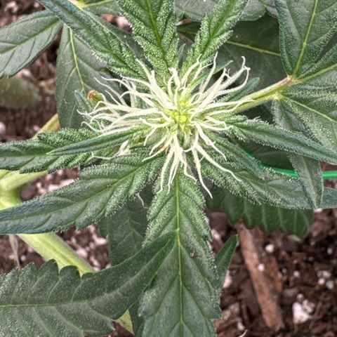 Dairy aisle  growlog timeline photo