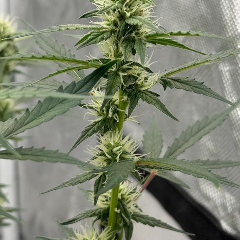 Dairy aisle  growlog timeline photo