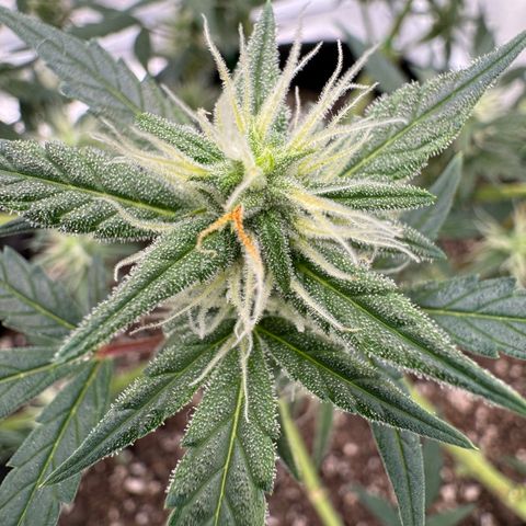 Dairy aisle  growlog timeline photo