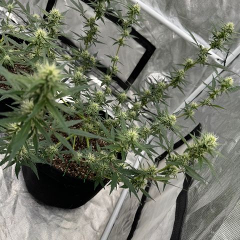 Dairy aisle  growlog timeline photo