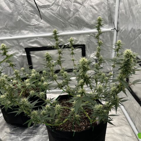 Dairy aisle  growlog timeline photo