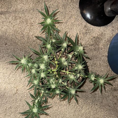 Blue gorilla  growlog timeline photo