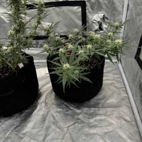Blue gorilla  growlog timeline photo