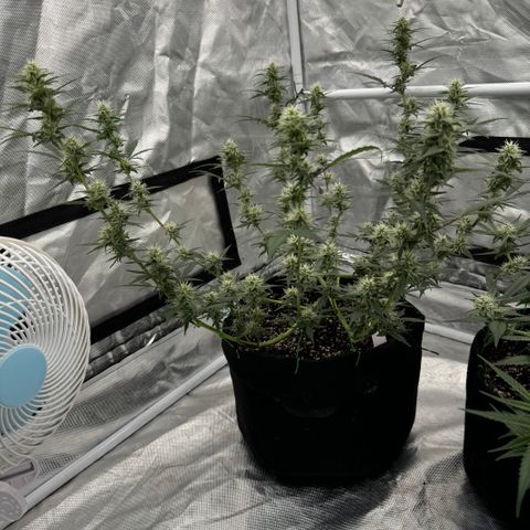 Dairy aisle  growlog timeline photo