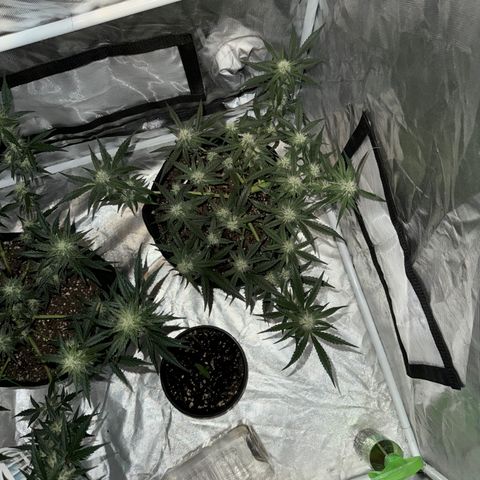 Blue gorilla  growlog timeline photo