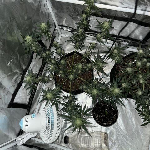 Dairy aisle  growlog timeline photo