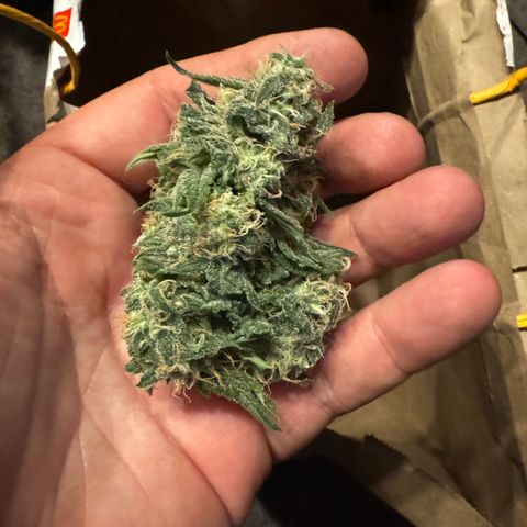 Blue gorilla  growlog timeline photo