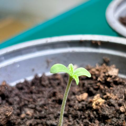 Auto White Widow growlog timeline photo