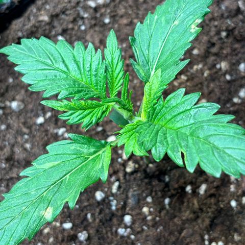 Auto White Widow growlog timeline photo