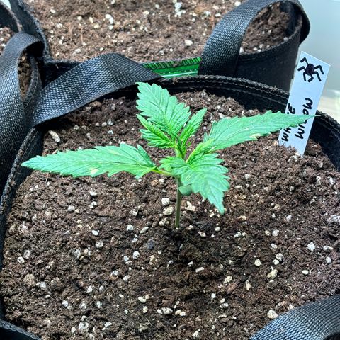 Auto White Widow growlog timeline photo