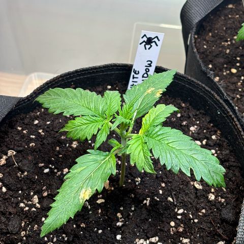 Auto White Widow growlog photo: Verbrennungen durch zu viel Licht + Wasser auf dem Blatt?