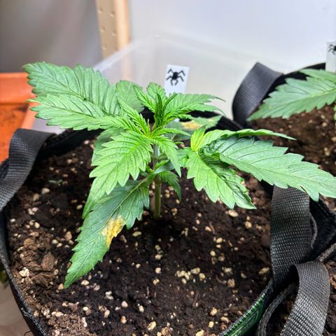 Auto White Widow growlog timeline photo