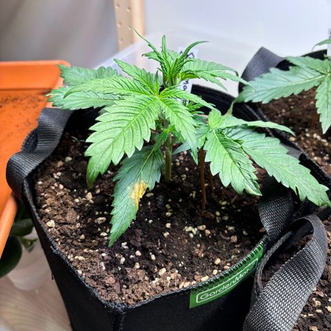 Auto White Widow growlog photo: Abends