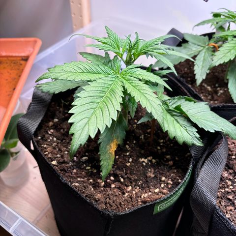 Auto White Widow growlog timeline photo