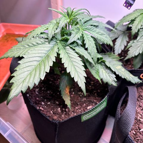 Auto White Widow growlog timeline photo