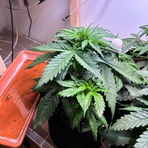 Auto White Widow growlog timeline photo