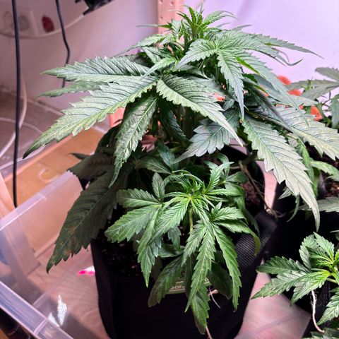 Auto White Widow growlog photo: Abends