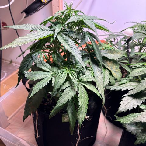 Auto White Widow growlog photo: LST zu stressig 😄 