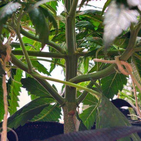 Auto White Widow growlog photo: LST zu stressig 😄 