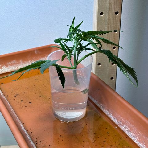 Auto White Widow growlog photo: LST zu stressig 😄 