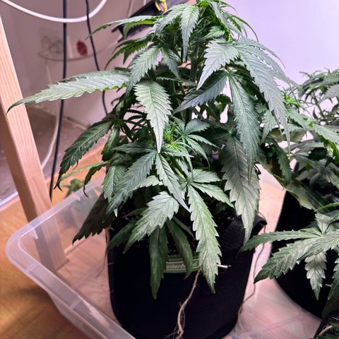Auto White Widow growlog timeline photo