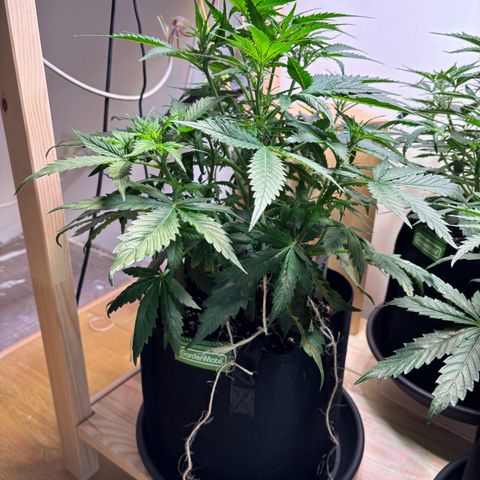 Auto White Widow growlog timeline photo