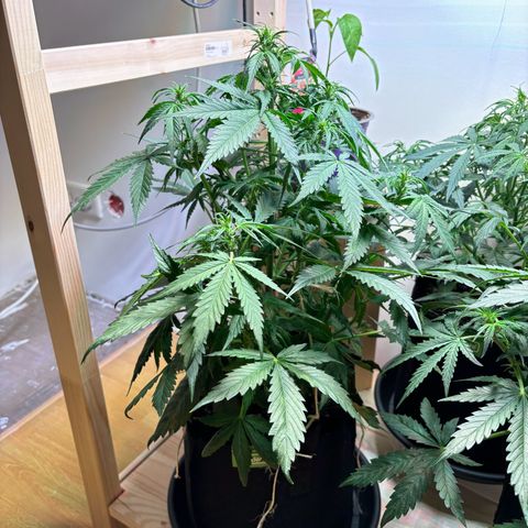 Auto White Widow growlog photo: Heute wäre Gießen gut gewesen