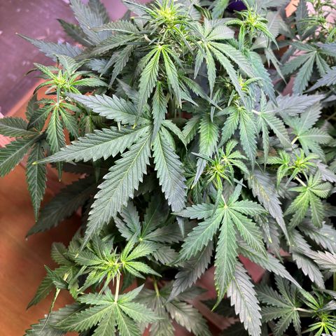 Auto White Widow growlog photo: Heute wäre Gießen gut gewesen