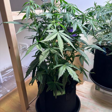 Auto White Widow growlog timeline photo