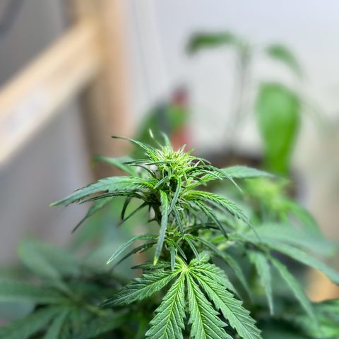 Auto White Widow growlog timeline photo