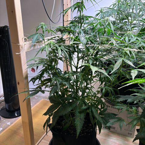 Auto White Widow growlog timeline photo