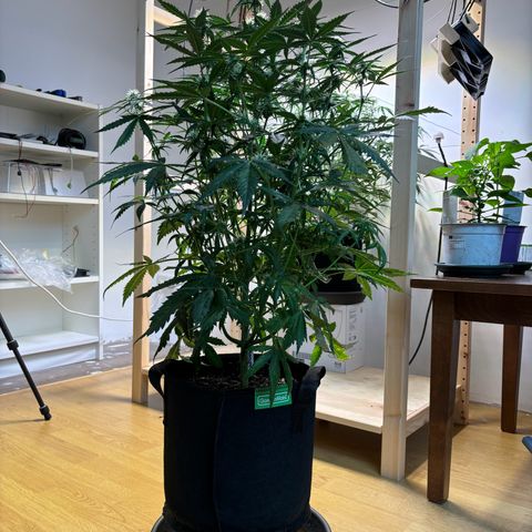 Auto White Widow growlog timeline photo