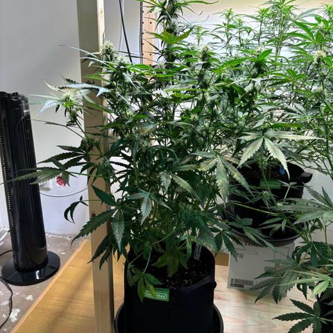 Auto White Widow growlog timeline photo