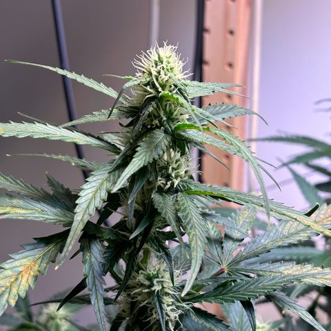 Auto White Widow growlog timeline photo