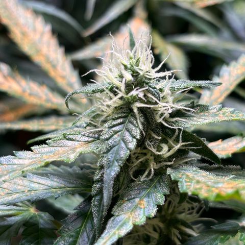 Auto White Widow growlog timeline photo