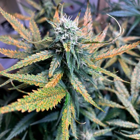 Auto White Widow growlog timeline photo